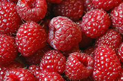 raspberry